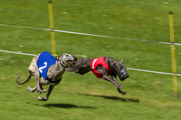 Two greayhounds racing. Wearing the winning numbers one and two