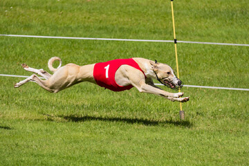 Light colored Greyhound racing wearing number one