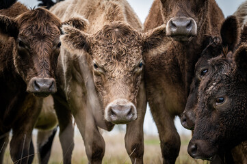Beef cows and calves grazing on grass in south west victoria, Australia. eating hay and silage....