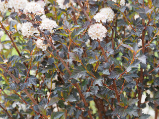 (Physocarpus opulifolius) Physocarpe à feuilles d'obier 'diablo' ou 'Molo' au feuillage rouge cuivré à pourpre foncé sur tiges rougeâtre au printemps