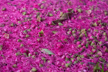 pink flowers in the grass