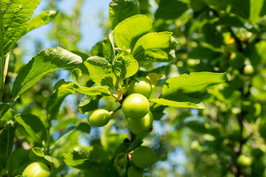 Sunlit unripe plum ringlo on the tree.