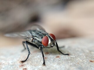 fly on leaf