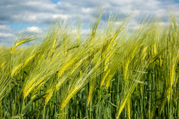 Rye spikelets close up with cloudy sky at beginning of the summer
