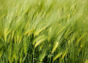 Rye spikelets close up at beginning of the summer