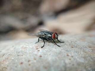 fly on leaf