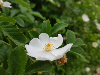 Rosa Sempervirens