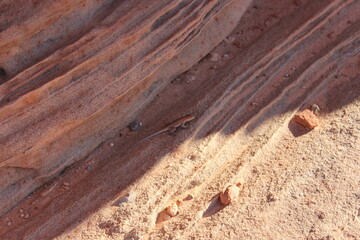 Little lizard in the sand. USA.