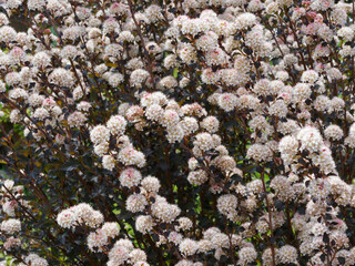Physocarpus opulifolius 'Diabolo' | Physocarpe à feuilles d'obier 'diablo'. Arbuste aux tiges garnies de petits bouquets fleuris arrondis blanche à rosée, étamines pourprées
