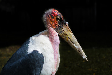 Leptoplilos portrait from the ZOO Liberec