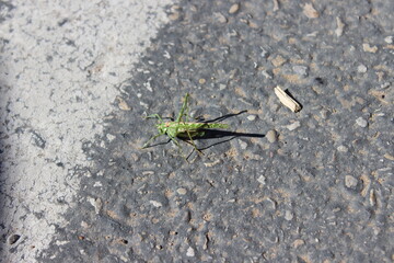 A beautiful grasshopper on the pavement. USA.