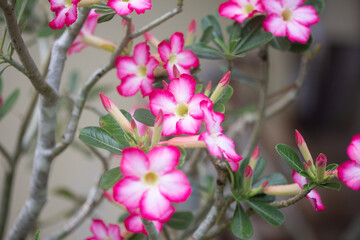 Fototapeta na wymiar Pink and white bonsai flower