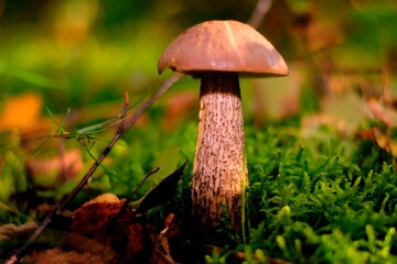 Natur