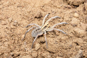 Spider found in dense forests of Rajasthan
