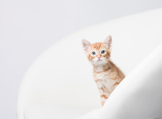 Bright white studio and tiny orange kitten peeks around the edge of the modern chair with negative space for text