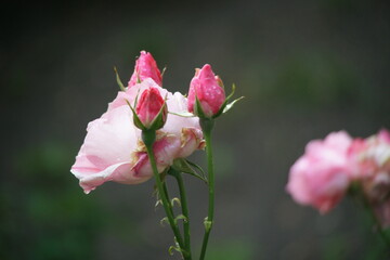 rosas
