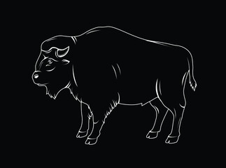 vector illustration of a bison