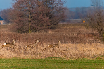 roe deer in the woods © Krzysztof