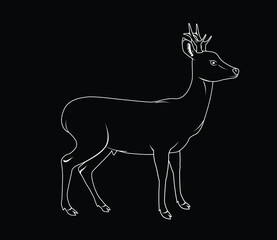 vector illustration of a roe deer