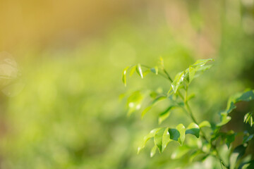 Closeup nature view of green leaf on blurred greenery background at Sunshine select focus