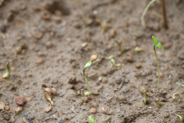 Coriander seed in its initial stage of growth