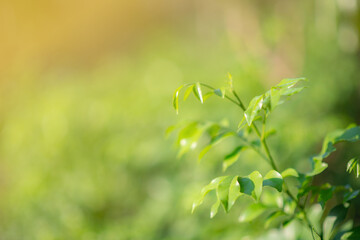 Closeup nature view of green leaf on blurred greenery background at Sunshine select focus