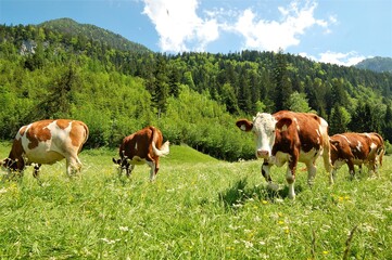 Fototapeta na wymiar cows on grass meadow in austria