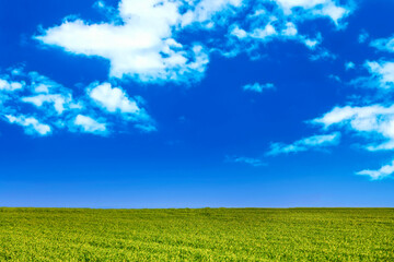 Amazing summer nature landscape. Green field and blue sky with clouds. Free space.