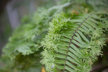 close up of fern leaf