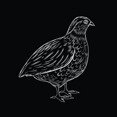 vector illustration of a quail