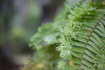 close up of fern leaf