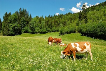 cows on grass meadow in austria