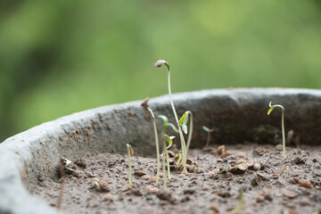 Coriander seed in its initial stage of growth
