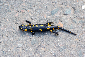 Fire salamander Salamandra salamandra
