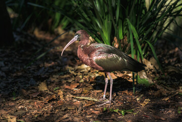 Glossy Ibis in Queensland 