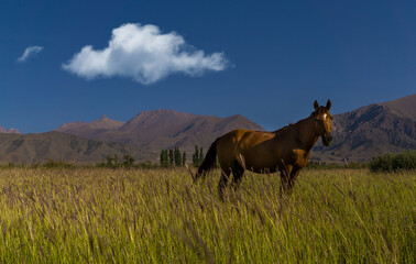 Fototapeta na wymiar Horses on a pasture, near Almaty city, Kazakhstan