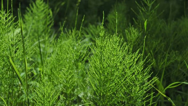Forest horsetail in the shade of trees in summer. medicinal plant horsetail forest and field. Horsetail meadow view from above. Green grass background in eco-style