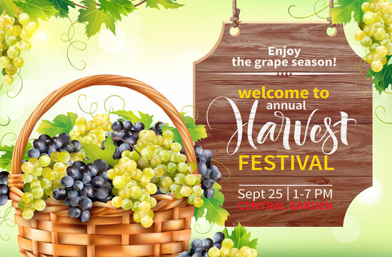 Harvest festival poster design with basket with grapes and wooden signboard. Invitation for crop fest. Vector illustration.