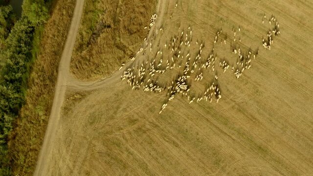 sheep graze in a field next to the kibbutz Beit Zera in Israel. Aerial shot in the light of the evening sun. UHD video