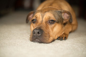 Sweet dog resting on the warm floor. 