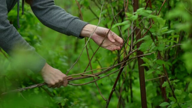 close-up portrait of the hands and body of a woman, she is on the street in a dacha among green plants. She pulls dry branches from the bushes.