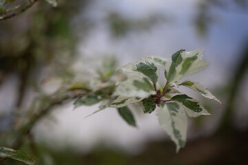 green white leaves