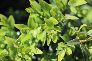 close up of green leaves