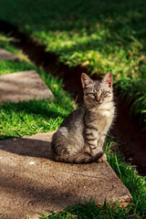 little cat in the garden