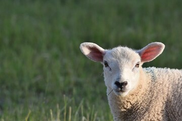 Single Lamb in a field.
