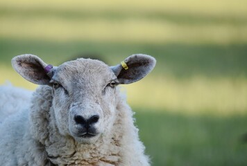 Single sheep in a field, looking at the camera.
