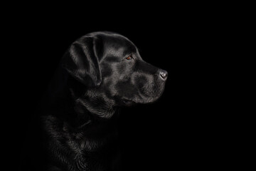 Black labrador retriever portrait on black background