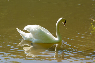 Side view of a swan swimming on a lake in backlight