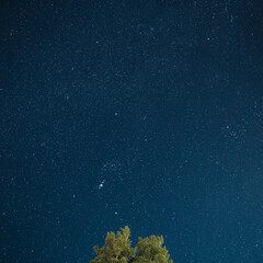 starry sky at night
tree on a background of the starry sky