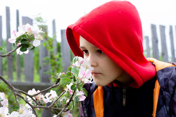 a cute boy sniffs a blooming Apple tree. the garden is in bloom.